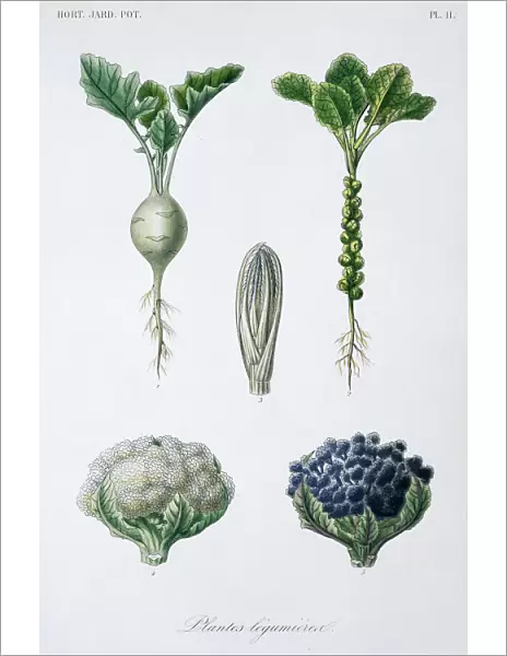 Brassica sp