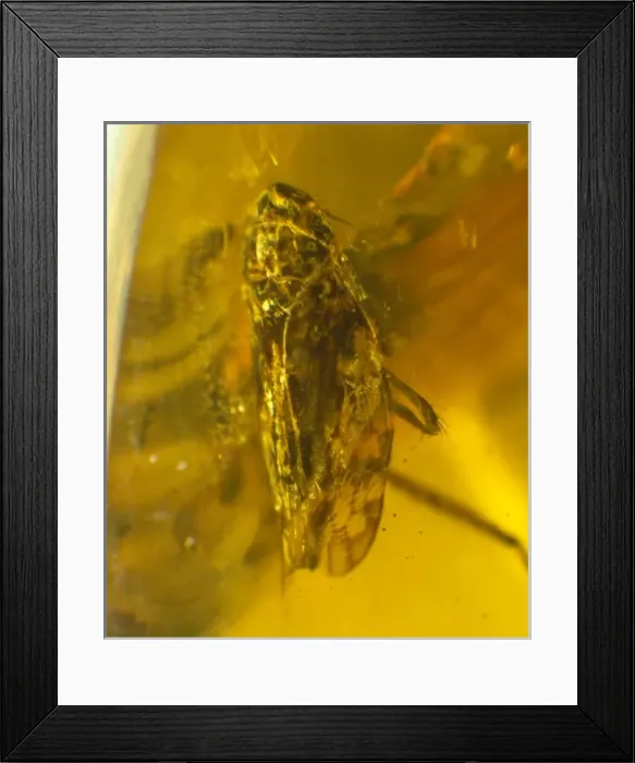 Framed Print : Leafhopper in amber
