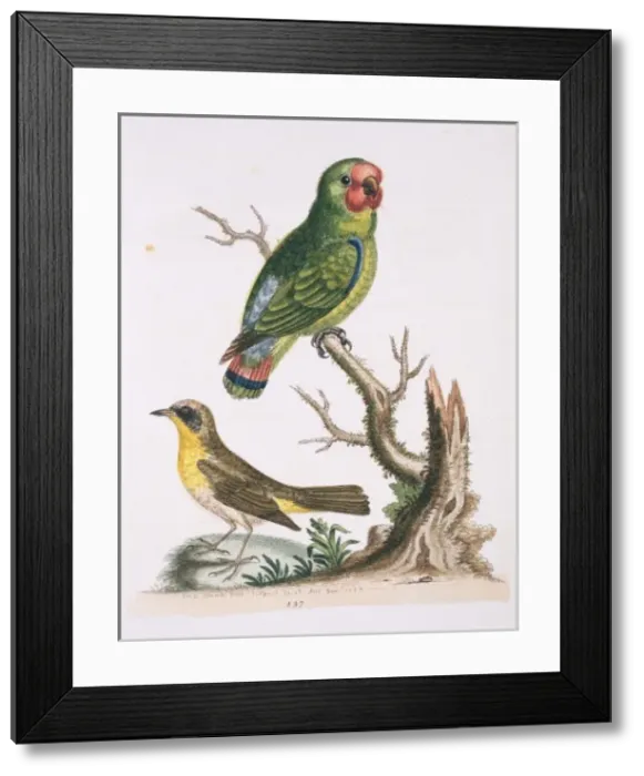 Framed Print : Geothlypis trichas, common yellowthroat Framed Print : Geothlypis trichas, common yellowthroat