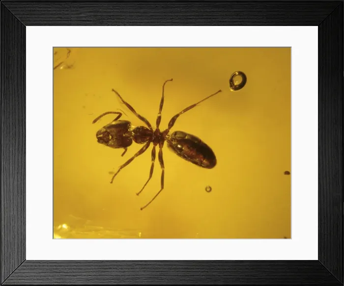 Framed Print : Ant in amber Framed Print : Ant in amber