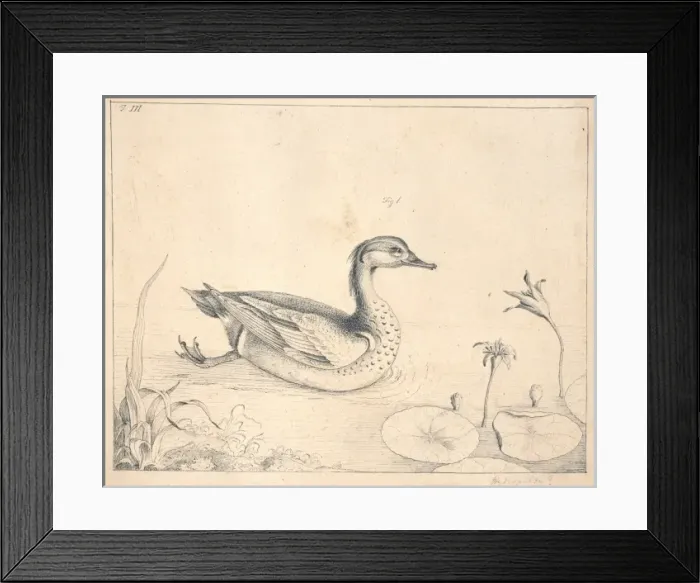 Framed Print : Anas crecca, common teal Framed Print : Anas crecca, common teal