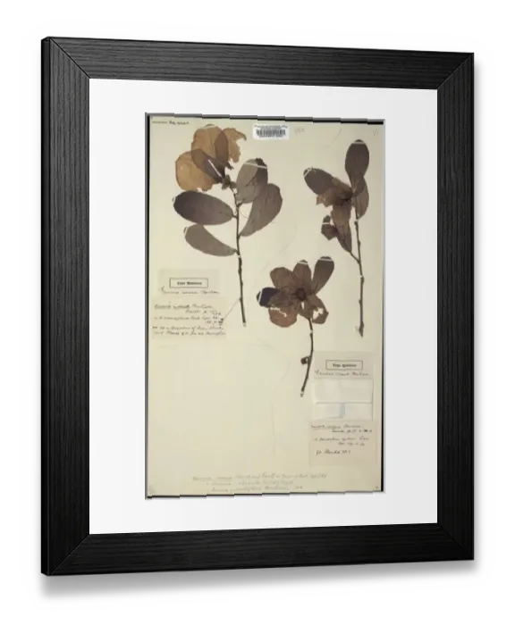 Framed Print : Asimina obovata, pawpaw apple Framed Print : Asimina obovata, pawpaw apple
