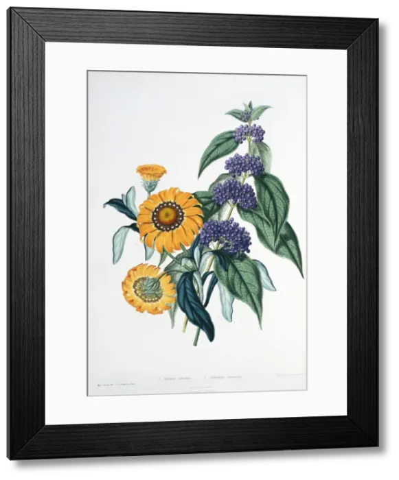 Framed Print : Gazania splendens, gazania and Callicarpa purpurea, purple b Framed Print : Gazania splendens, gazania and Callicarpa purpurea, purple b