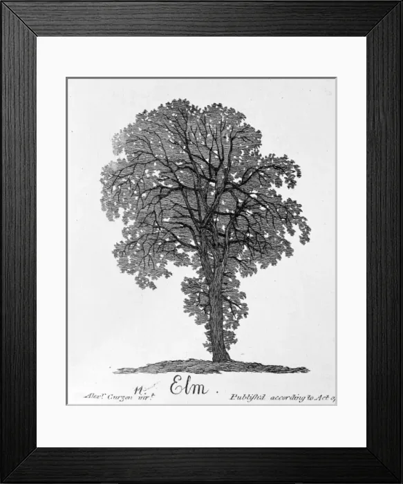 Framed Print : Ulmus procera, elm Framed Print : Ulmus procera, elm