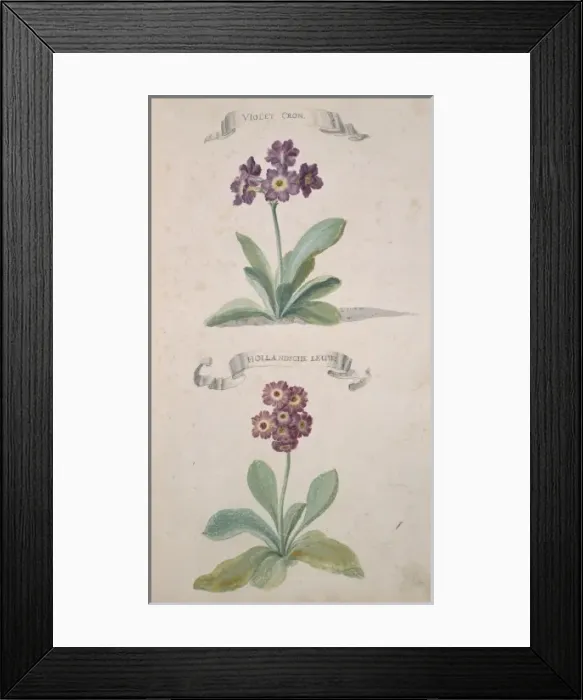 Framed Print : Lychnis chalcedonica, Maltese cross Framed Print : Lychnis chalcedonica, Maltese cross