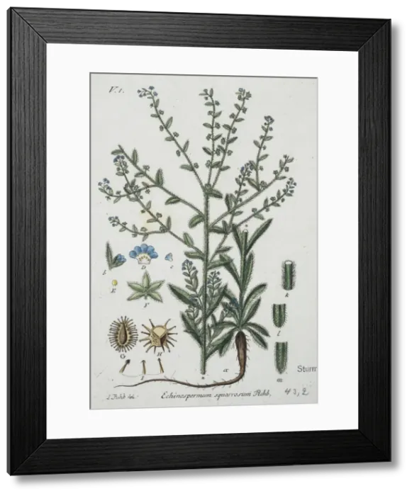 Framed Print : Echinospermum squarrosum, stick-seed