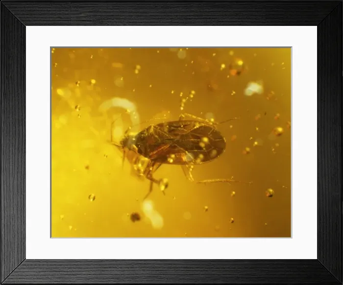 Framed Print : Water bug in amber Framed Print : Water bug in amber