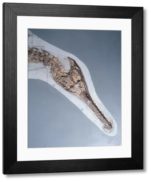 Framed Print : Steneosaurus bollensis Framed Print : Steneosaurus bollensis