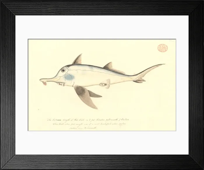 Framed Print : Callorhinchus milii, elephant fish Framed Print : Callorhinchus milii, elephant fish