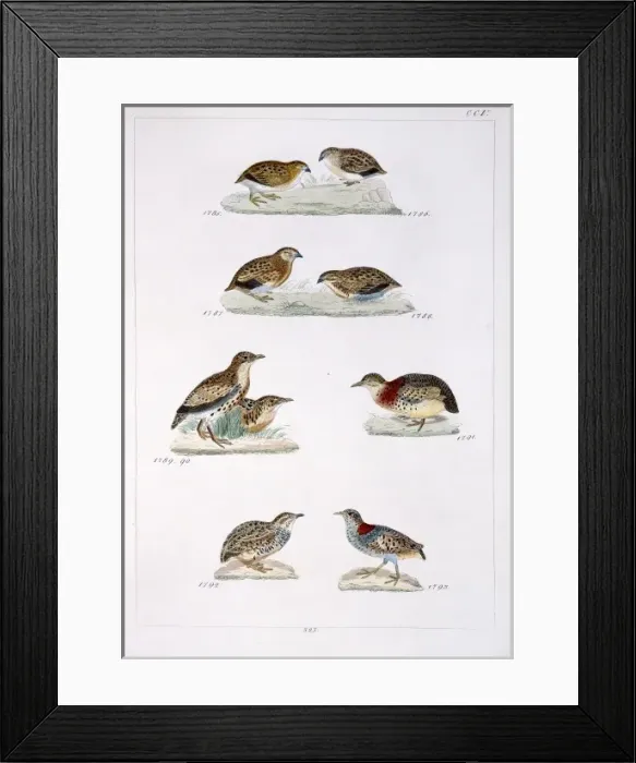 Framed Print : Plate 205 from Reichenbachs Synopsis Avium