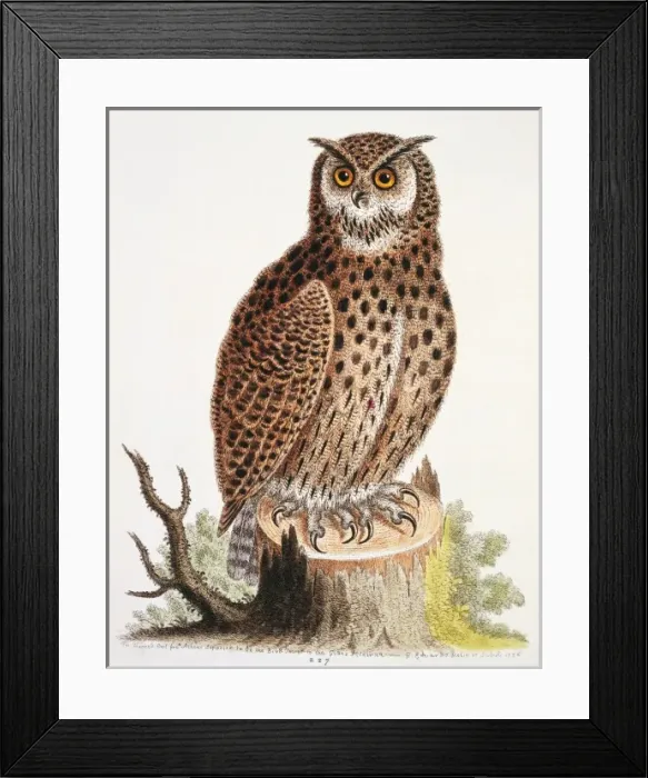 Framed Print : Bubo virginianus, great horned owl Framed Print : Bubo virginianus, great horned owl