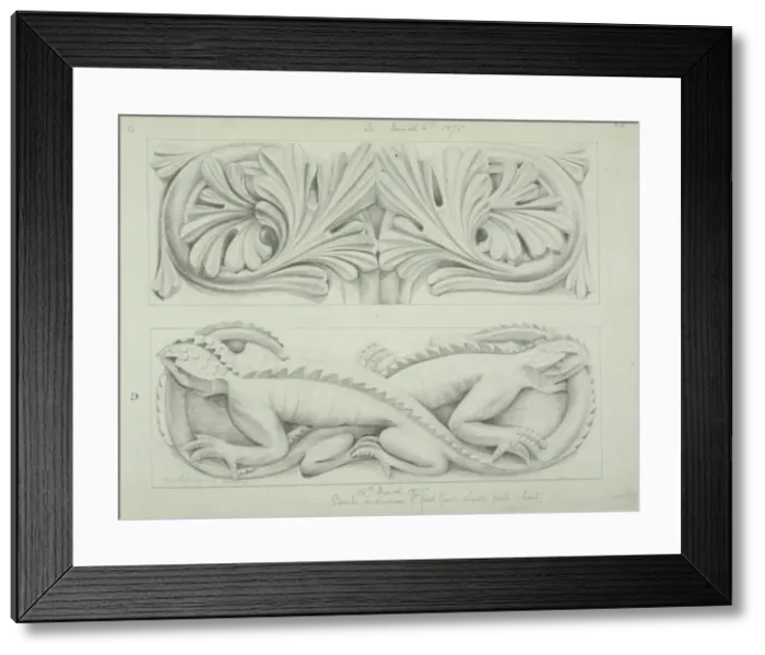 Framed Print : Amblyrhynchus cristatus, marine iguana design Framed Print : Amblyrhynchus cristatus, marine iguana design