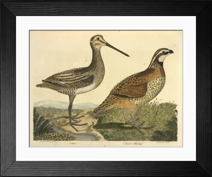 Framed Print : Common Snipe
