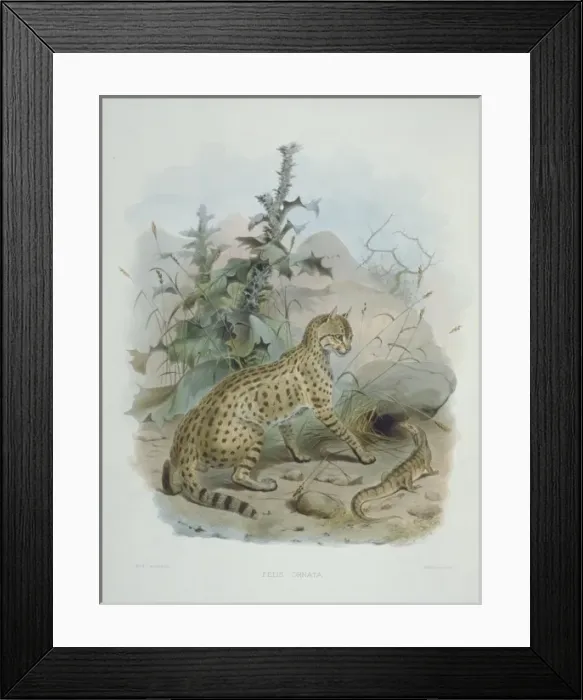Framed Print : Felis silvestris ornata, Asian steppe wildcat Framed Print : Felis silvestris ornata, Asian steppe wildcat
