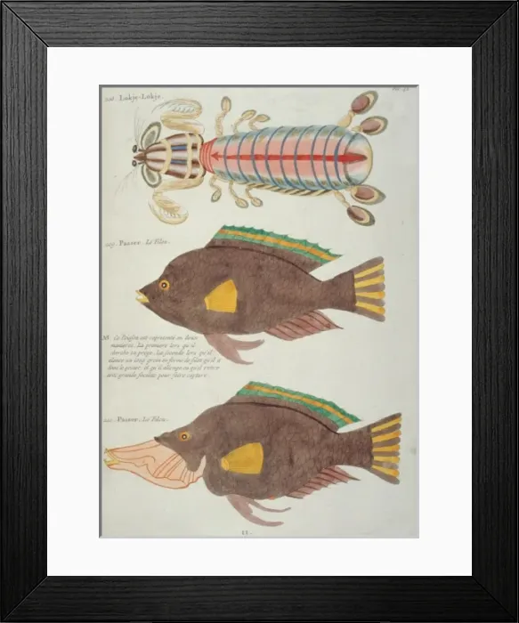 Framed Print : Colourful illustration of of two fish and a crustacean Framed Print : Colourful illustration of of two fish and a crustacean