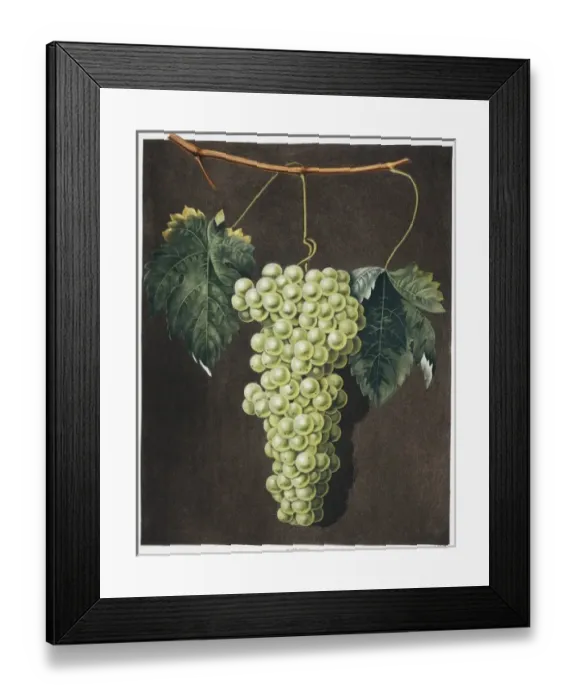 Framed Print : Vitis sp. royal muscadine grape Framed Print : Vitis sp. royal muscadine grape