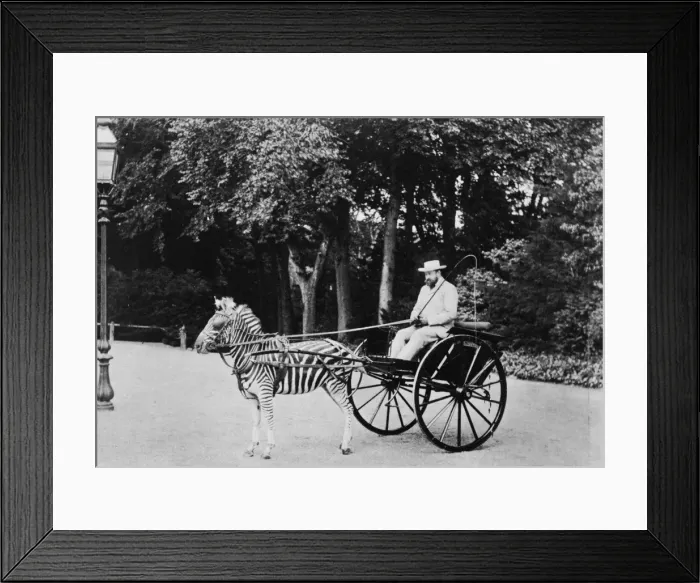 Framed Print : Lord Lionel Walter Rothschild (1868-1937) Framed Print : Lord Lionel Walter Rothschild (1868-1937)