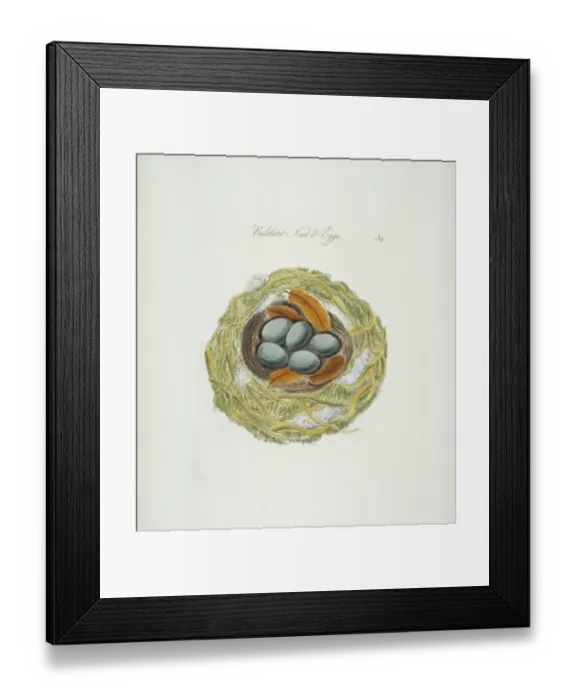 Framed Print : Phoenicurus phoenicurus, common redstart nest and eggs Framed Print : Phoenicurus phoenicurus, common redstart nest and eggs