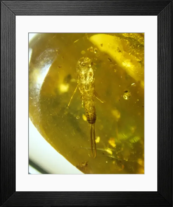 Framed Print : Earwig skin in Baltic amber Framed Print : Earwig skin in Baltic amber