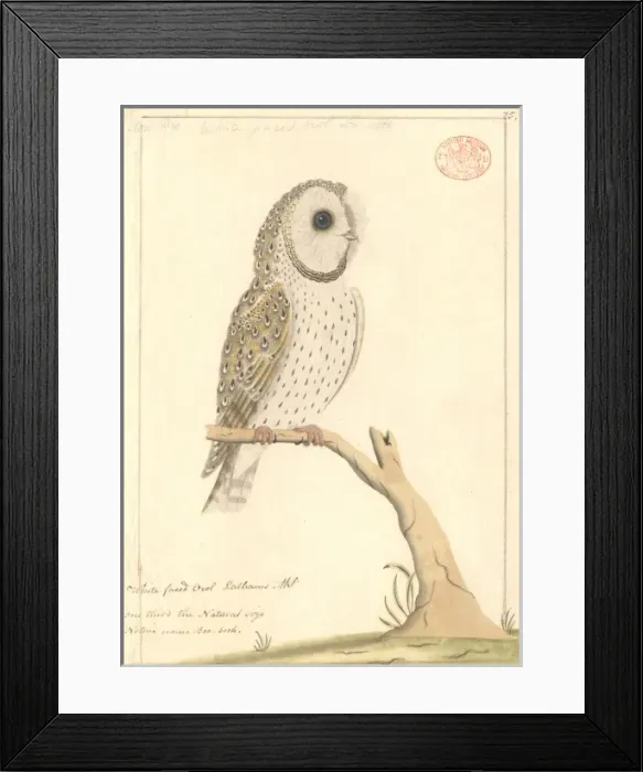 Framed Print : Tyto alba, barn owl Framed Print : Tyto alba, barn owl