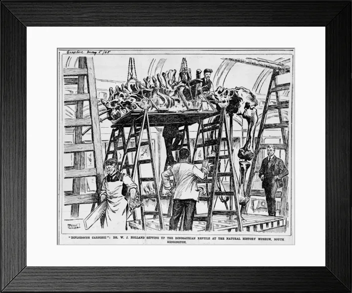 Framed Print : Diplodocus carnegiei Framed Print : Diplodocus carnegiei
