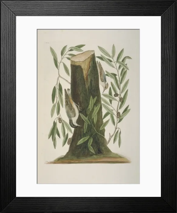 Framed Print : Sitta pusila, brown-headed nuthatch, Sitta carolinensis, whi Framed Print : Sitta pusila, brown-headed nuthatch, Sitta carolinensis, whi