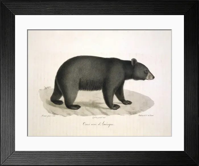 Framed Print : Ursus americanus, American black bear Framed Print : Ursus americanus, American black bear