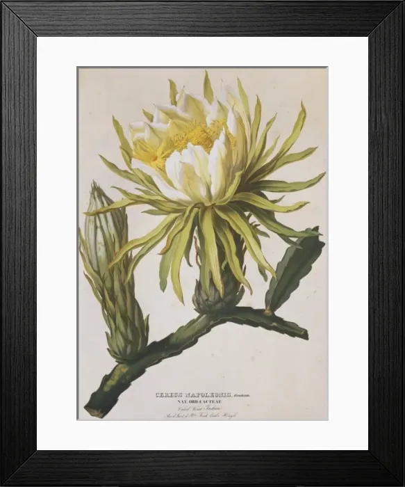 Framed Print : Cereus napoleonis, strawberry-pear Framed Print : Cereus napoleonis, strawberry-pear