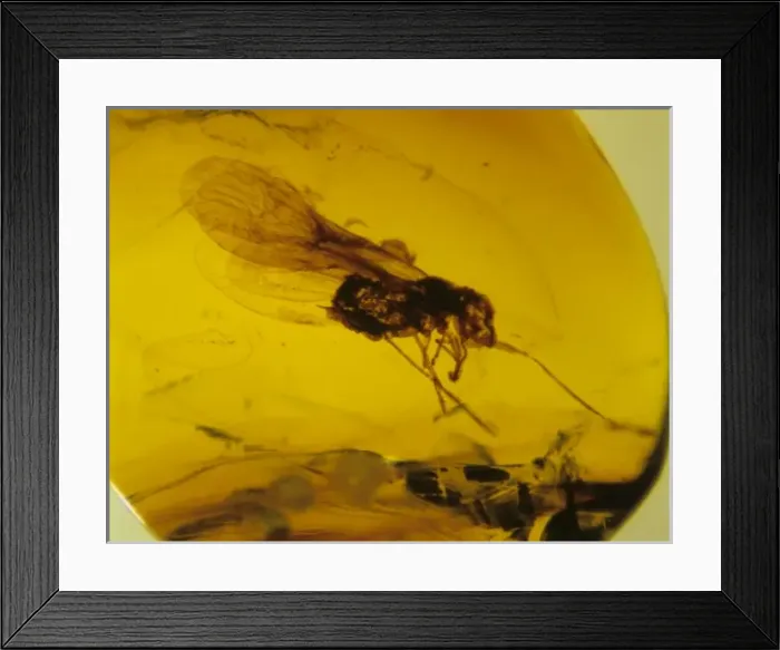 Framed Print : Planthopper bug in Mexican amber Framed Print : Planthopper bug in Mexican amber