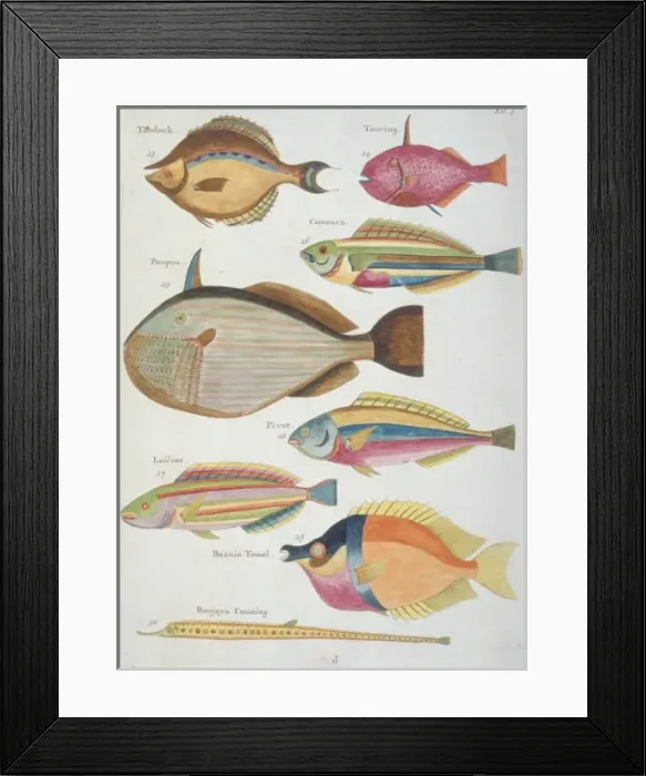Framed Print : Colourful illustration of eight fish Framed Print : Colourful illustration of eight fish