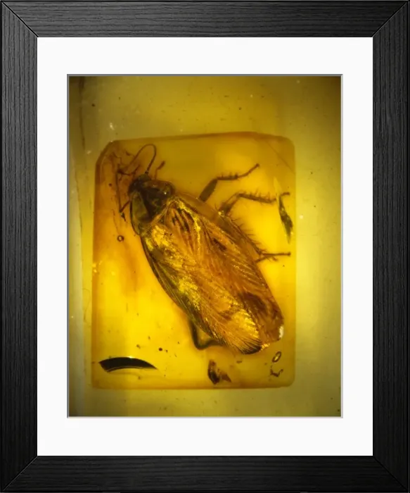 Framed Print : Cockroach in Baltic amber Framed Print : Cockroach in Baltic amber