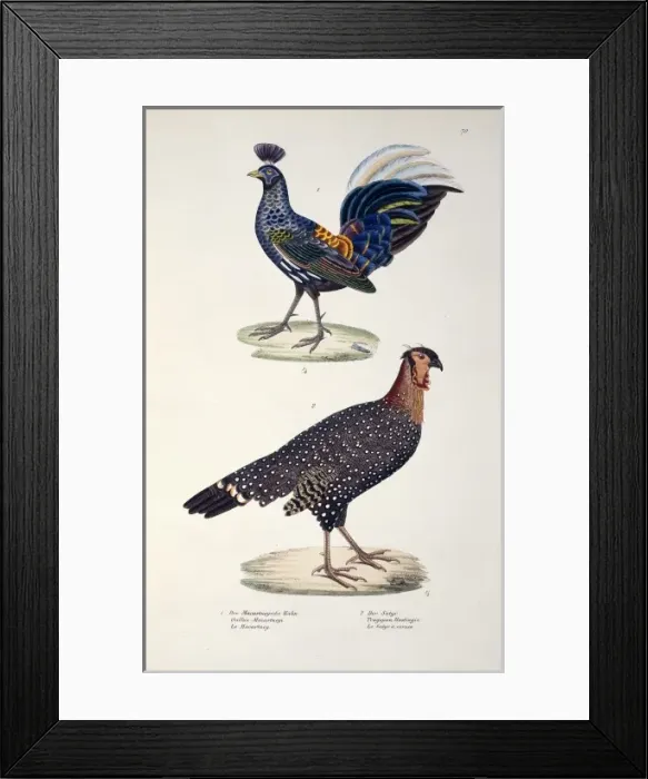 Framed Print : Lophura ignita macartneyi, Tragopan melanocephalus Framed Print : Lophura ignita macartneyi, Tragopan melanocephalus