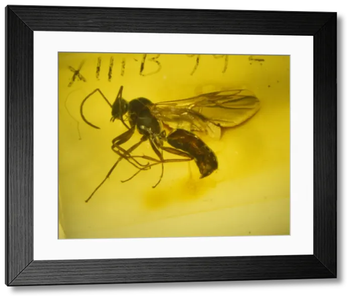 Framed Print : Flying ant amber Framed Print : Flying ant amber