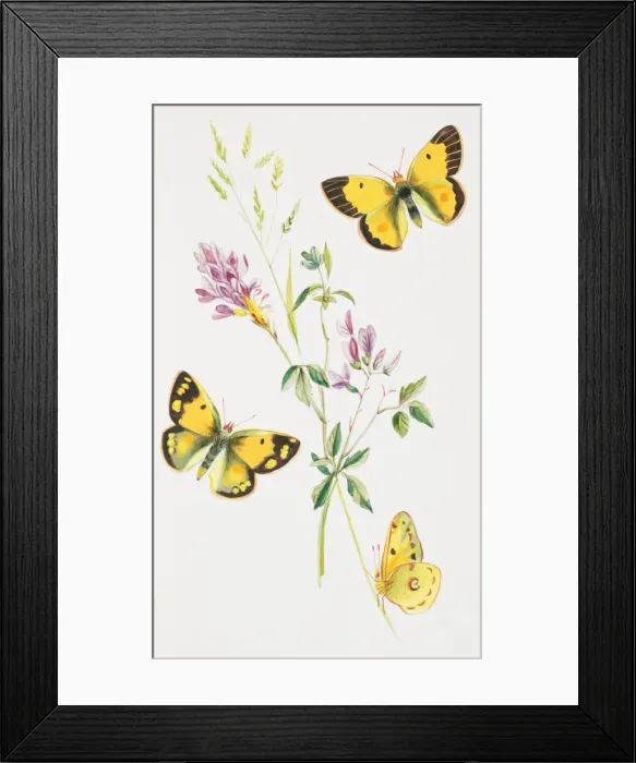 Framed Print : Colias croceus, clouded yellow Framed Print : Colias croceus, clouded yellow