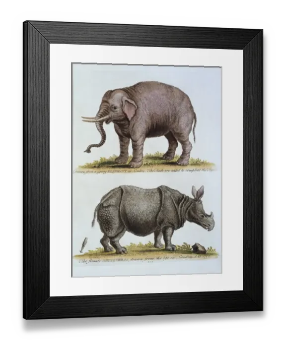 Framed Print : Elephas maximus, Asian elephant & rhinoceros Framed Print : Elephas maximus, Asian elephant & rhinoceros