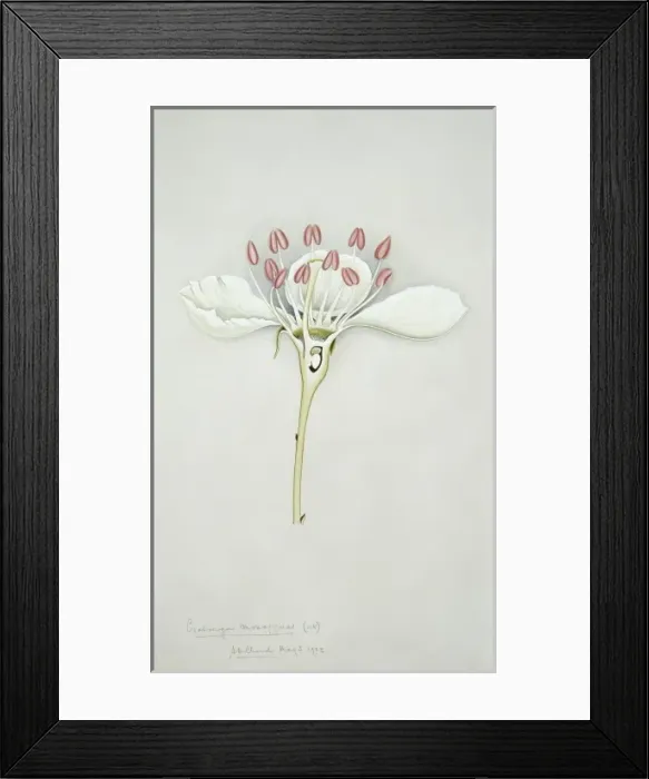 Framed Print : Crataegus monogyna, oneseed hawthorn Framed Print : Crataegus monogyna, oneseed hawthorn