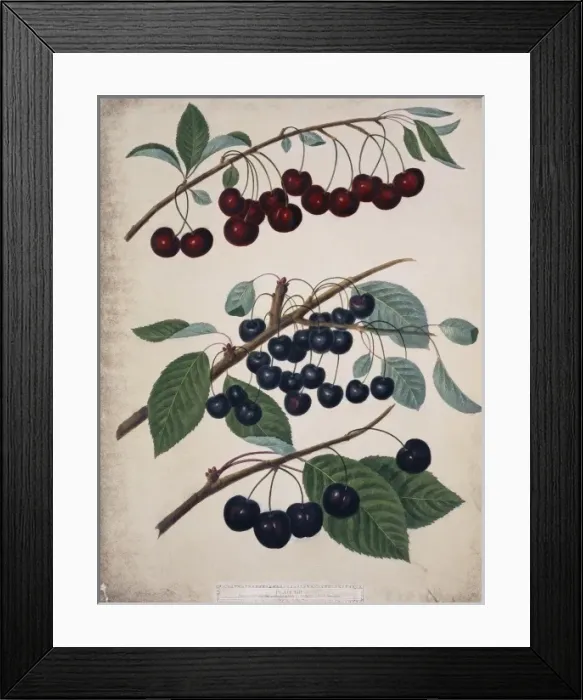 Framed Print : Three varieties of cherries Framed Print : Three varieties of cherries