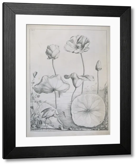 Framed Print : Nelumbo lutea, American lotus & Dionaea muscipula, venus fly Framed Print : Nelumbo lutea, American lotus & Dionaea muscipula, venus fly