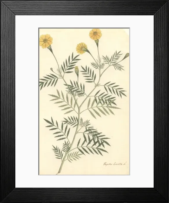 Framed Print : Tagetes erecta L. marigold Framed Print : Tagetes erecta L. marigold