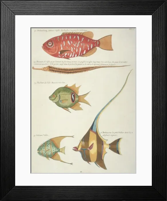 Framed Print : Colourful illustration of five fish Framed Print : Colourful illustration of five fish