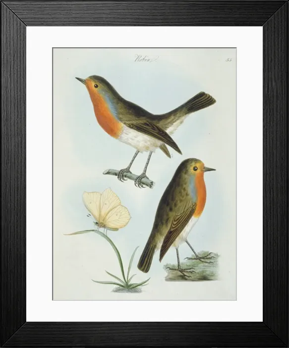 Framed Print : Erithacus rubecula, European robin Framed Print : Erithacus rubecula, European robin