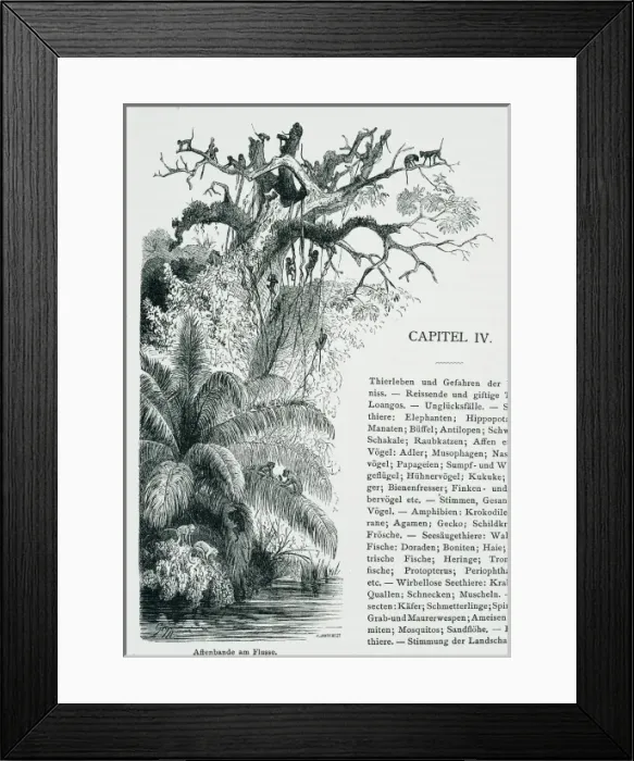 Framed Print : Affenbande am Flusse Framed Print : Affenbande am Flusse