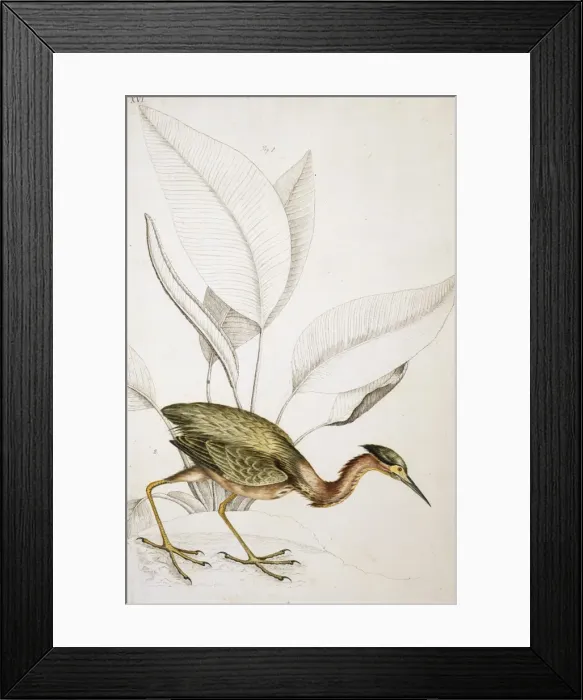 Framed Print : Butorides virescens, green heron Framed Print : Butorides virescens, green heron