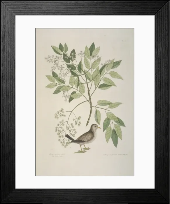 Framed Print : Columbina passerina, common ground dove Framed Print : Columbina passerina, common ground dove