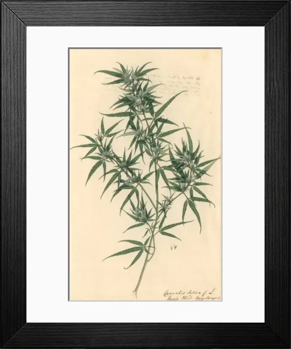 Framed Print : Cannabis sativa, hemp Framed Print : Cannabis sativa, hemp