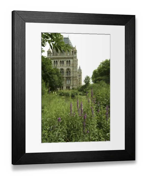 Framed Print : Natural History Museum Pond Framed Print : Natural History Museum Pond