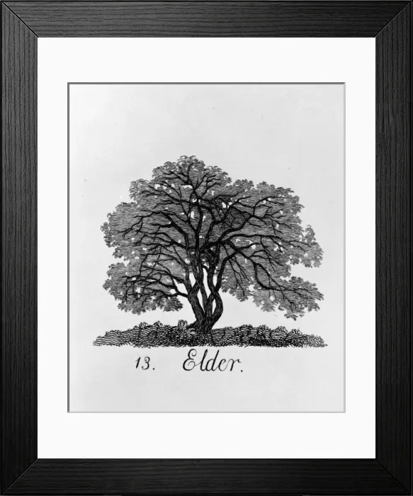 Framed Print : Alnus glutinosa, alder Framed Print : Alnus glutinosa, alder