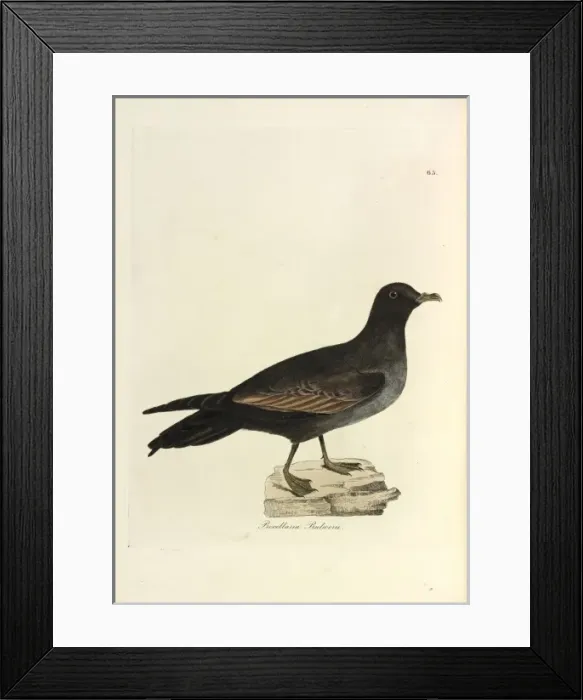 Framed Print : Bulwers Petrel Framed Print : Bulwers Petrel