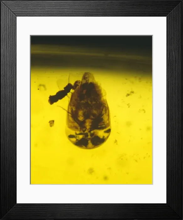 Framed Print : Rove beetle in amber Framed Print : Rove beetle in amber