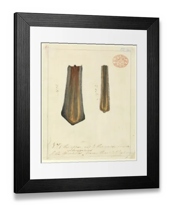 Framed Print : Malacorhynchus membranaceus, pink-eared duck Framed Print : Malacorhynchus membranaceus, pink-eared duck